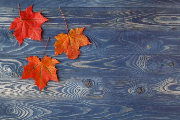 Fall background frame with maple leaves on blue