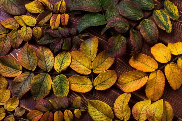 Fall background with yellow rosehip leaves