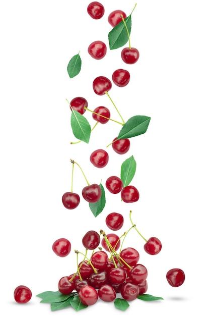 Fall in a bunch of ripe cherries with foliage on a white background