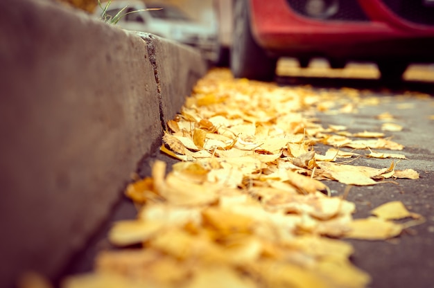 Autunno in città. foglie di betulla autunnali cadute secche sull'asfalto vicino al marciapiede nel parco cittadino