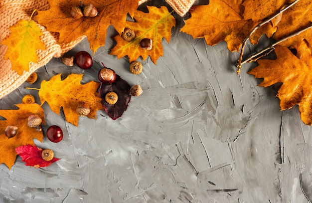 Autunno. foglie cadute colorate, castagne, ghiande su uno sfondo grigio, layout, spazio di copia