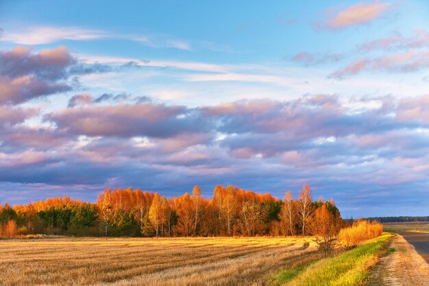 Foto colori autunnali alberi di betulla campi agricoli vuoti raccolti foresta in lontananza nuvole sul cielo piovoso drammatico bosco autunnale paesaggio rurale tramonto novembre bielorussia europa