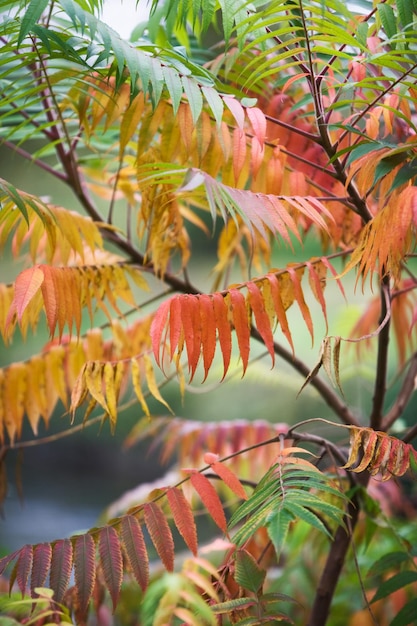 Осенняя окраска оленьего сумаха, rhus tuphina, листьев