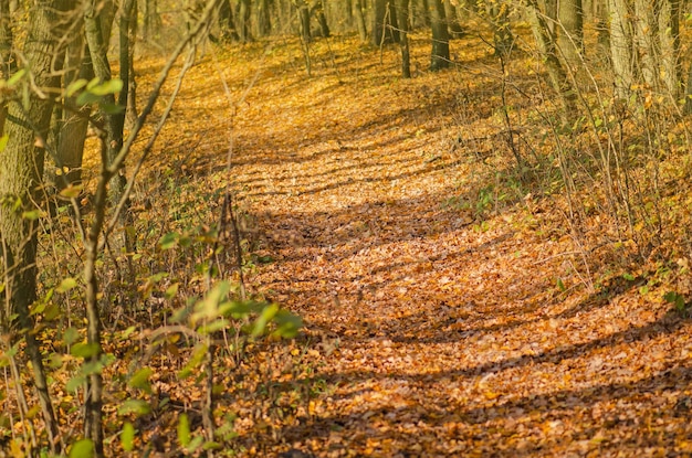 Fall colors on trees and walk path beautiful autumn landscape\
with walk path majestic colorful forest with fallen foliage on the\
ground