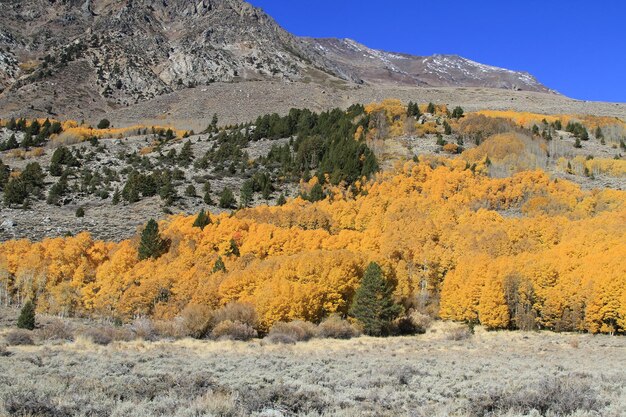 カリフォルニア州ジューンレイクとイースタンシエラの紅葉