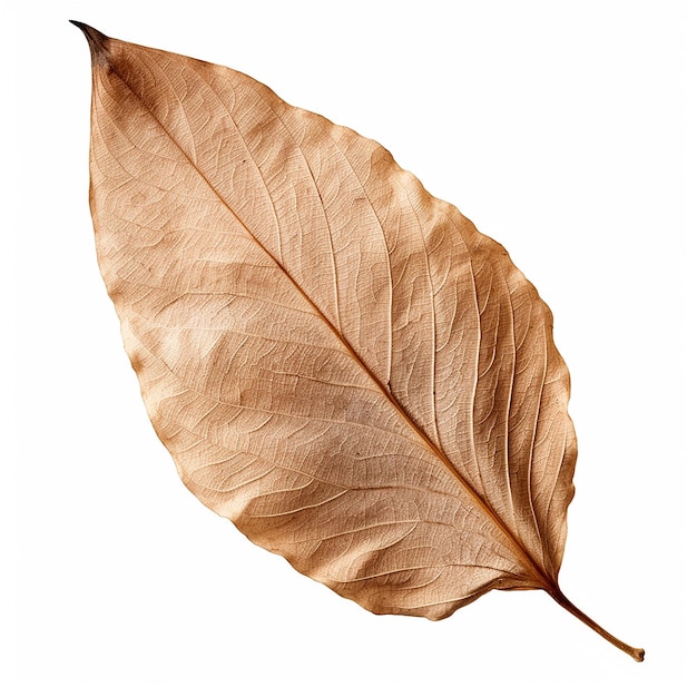 Foto concetto di caduta foglie secche autunnali
