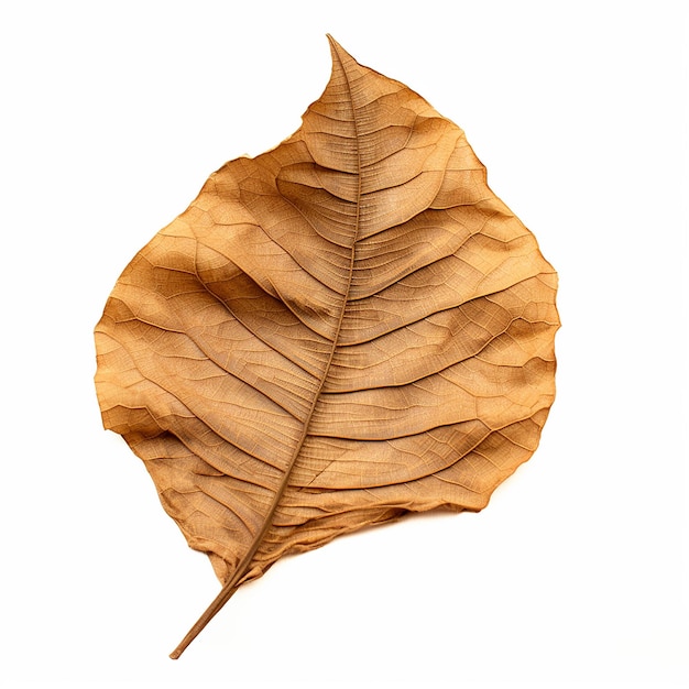 Концепция осени Сухие осенние листья
