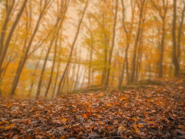 Fall concept and natural background perfect for seasonal use autumn leaves and branches season composition