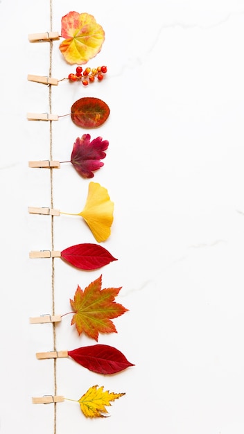 가을 개념. 단풍-자작 나무, 일본 단풍 나무, 흰색 대리석 표면에 clothespins와 문자열에 은행 나무의 상위 뷰. 플랫 레이