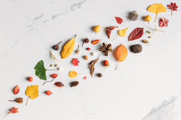 Fall concept. Top view of autumn leaves - geranium, birch, poplar, ginkgo, wild berries, flowers, hazel nuts, dry linden earringsm, spiny chestnut on white marble surface. Flat lay, copy space.