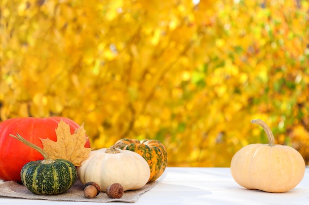 Фото Осенняя праздничная композиция с тыквами и желудями на фоне желтой осенней листвы