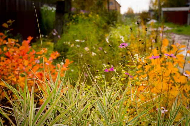 Fall flowers and grass in the garden