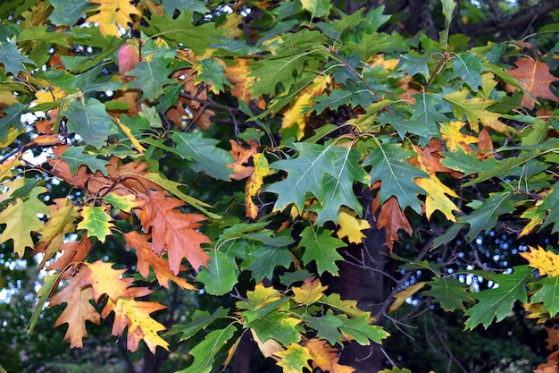 Fall foliage of the American oak (Quercus rubra)