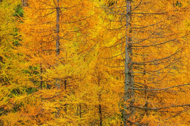 Fall foliage forest