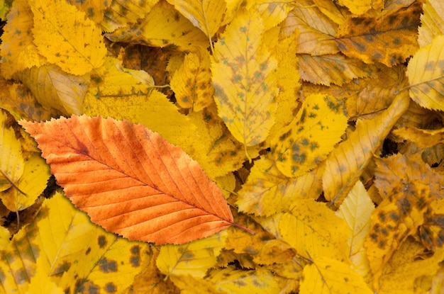 Fall foliage sunny autumn background Colorful beautiful autumn leaves texture Colorful foliage in sunny woods