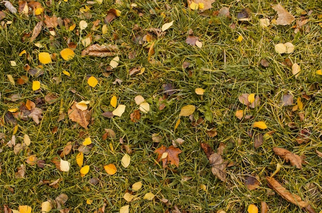 日当たりの良い朝の光の草の上の紅葉日当たりの良い秋の背景美しい日当たりの良いカラフルな秋の季節