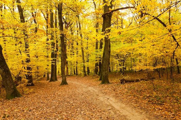 Foresta autunnale e sentiero tra gli alberi