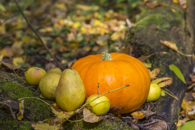 Fall harvest pumpkin on a green grass outdoors. Autumn composition. Thanksgiving day