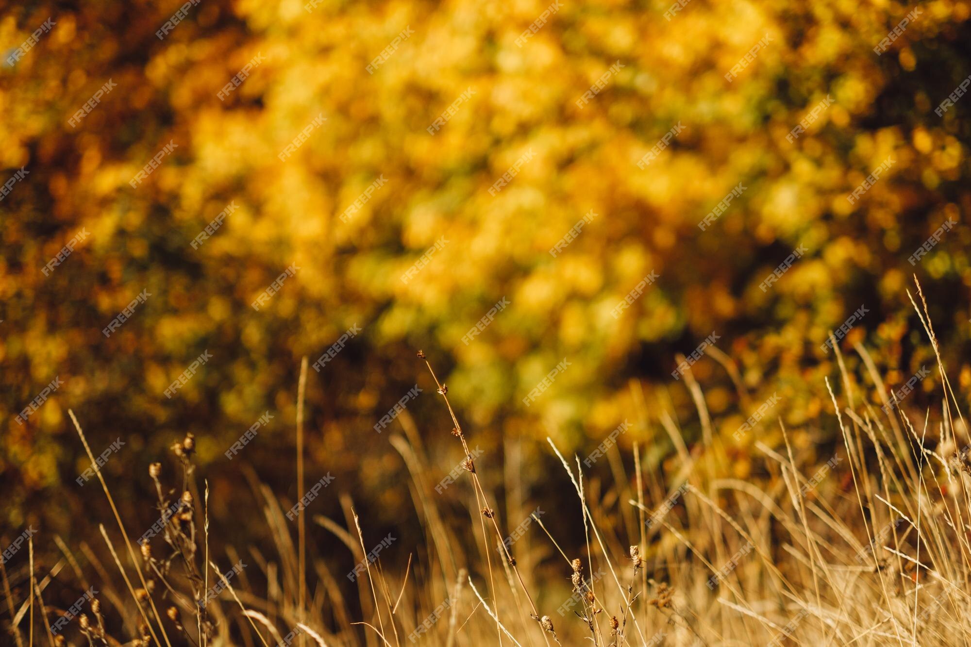 Premium Photo | Fall landscape golden grass over defocused yellow trees  autumn nature background