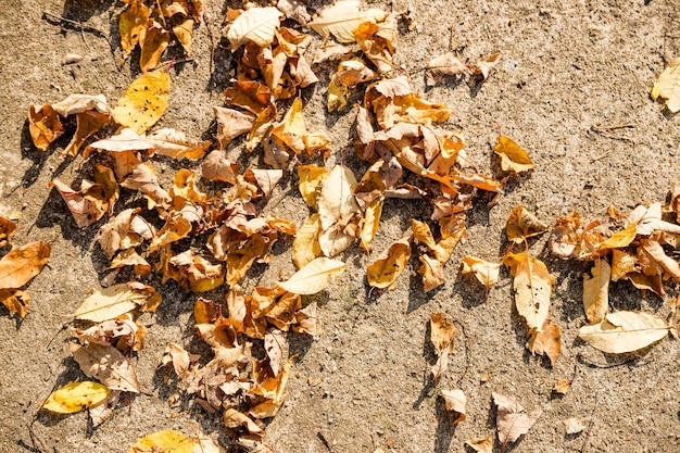 Paesaggio autunnale in giallo, strada di campagna con foglie secche cadute nella foresta autunnale durante la giornata di sole. foglie rosse gialle secche sulla strada su una pietra in una giornata di sole in autunno in ottobre in un parco naturale