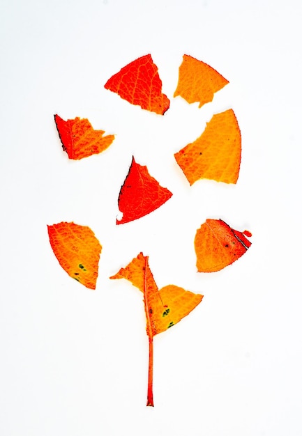 Fall leaf isolated on white background