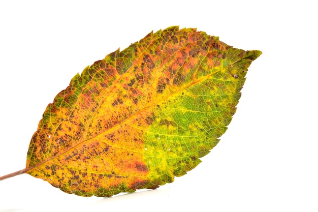 Fall leaf isolated on white background