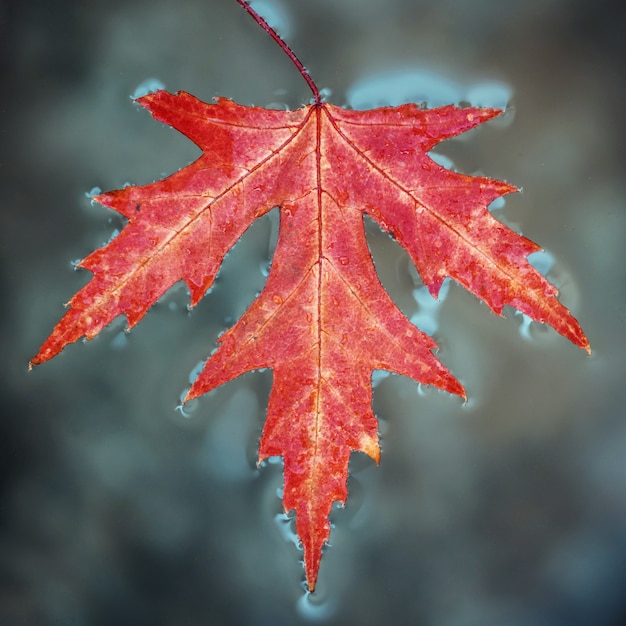 Photo fall leaf red maple lies on the surface water. close-up, selective focus.