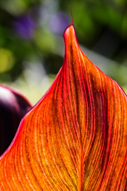 Foto fall leaf stilleven