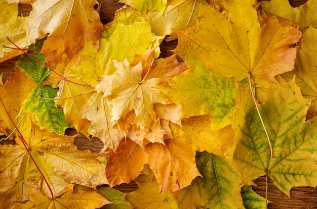 Fall leaves background. Selective focus. Autumn season