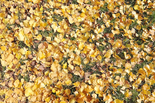 Fall leaves background