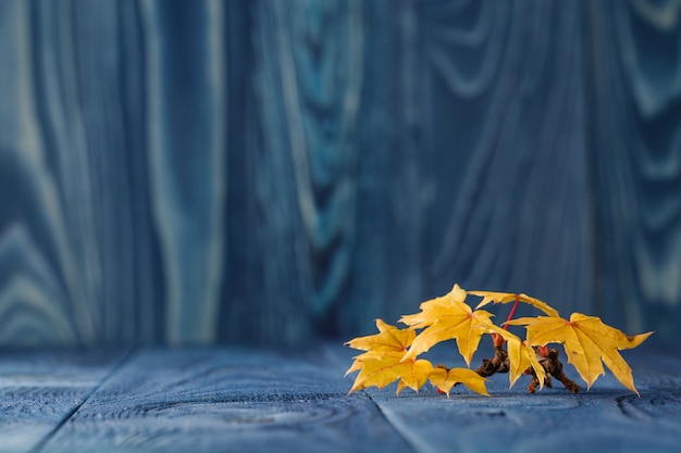 Fall leaves on blue background