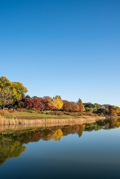 落葉。秋の風景。湖。韓国のソウルオリンピック公園。