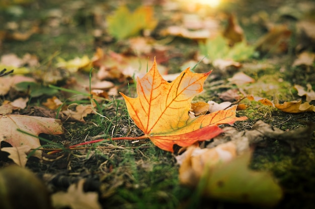 Fall leaves nature background with blurred light