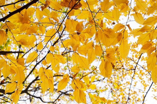 Fall leaves in park