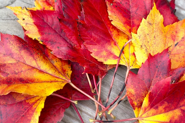 Fall leaves on wooden surface background