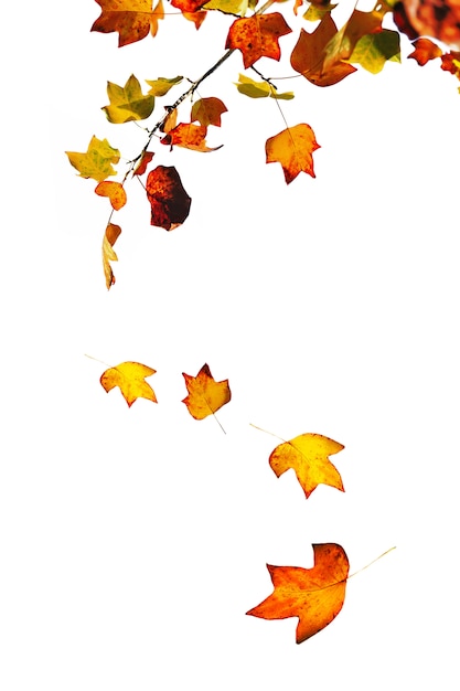 Foto caduta di foglie