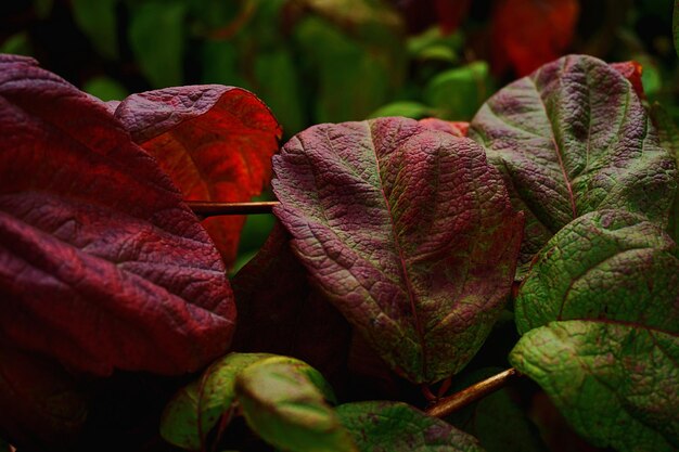 Fall leaves