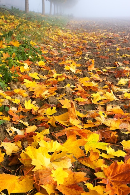 Fall leaves