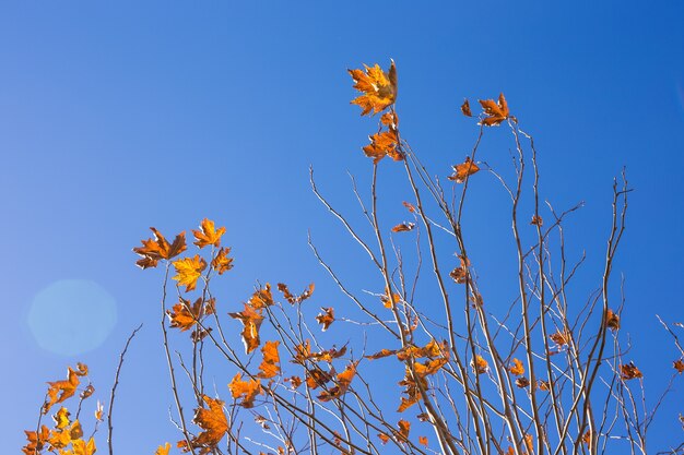 Fall nature autumn tree leaves sky background