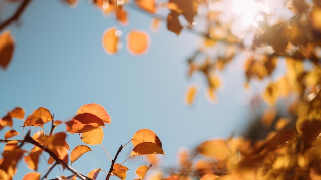 Fall nature landscape Closeup of yellow leaves over defocused blue sky background