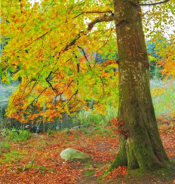 A fall photo of the forest in all its colors of autumn A fall photo of the forest in all its colors of autumn