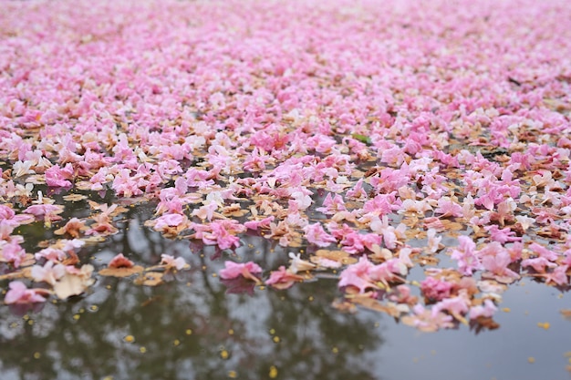 Падение розового цветка полностью на поверхность воды на открытом воздухе.
