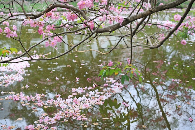 Fall roze bloem volledig in het wateroppervlak buiten.