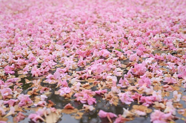 Fall roze bloem volledig in het wateroppervlak buiten.