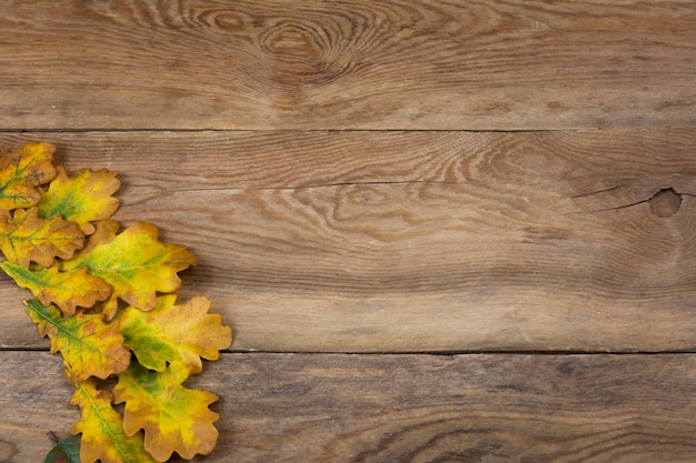 Fall rustic background with oak leaves, copy space