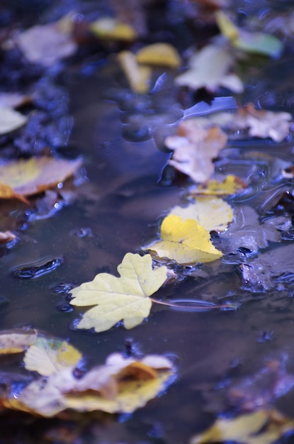 Fall season concept Autumn maple leaves in puddle