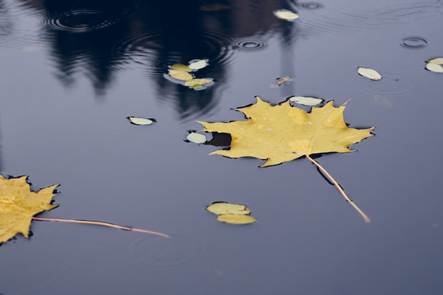 Fall season concept, yellow maple leaves in puddle. Autumn cold rainy day. Vibrant color of fall sea