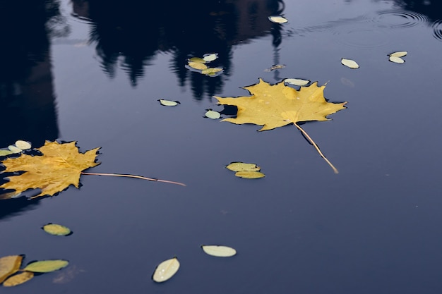 Fall season concept, yellow maple leaves in puddle. Autumn cold rainy day. Vibrant color of fall season of nature.