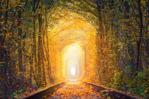 사진 가을의 풍경 환상적인 가을 나무 오래된 철도 터널 사랑의 터널 나무에 의해 형성 된 사랑의 자연 터널 우크라이나
