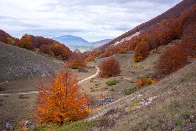 Fall season lanscape with colorful trees and plants